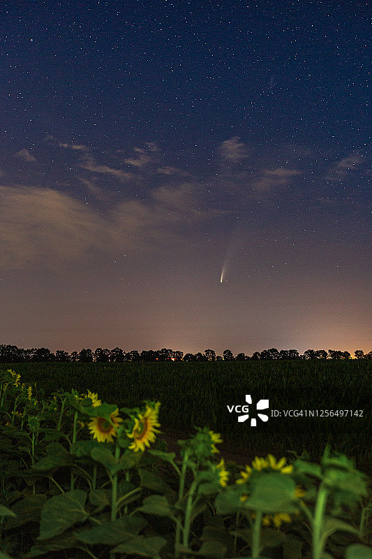 Neowise C/2020 F3彗星飞跃向日葵田图片素材