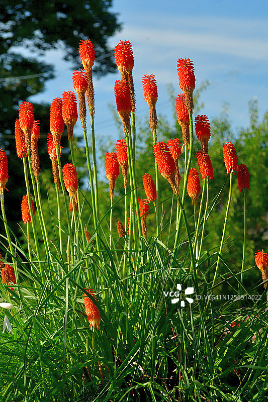 火把百合/红焰火把花图片素材