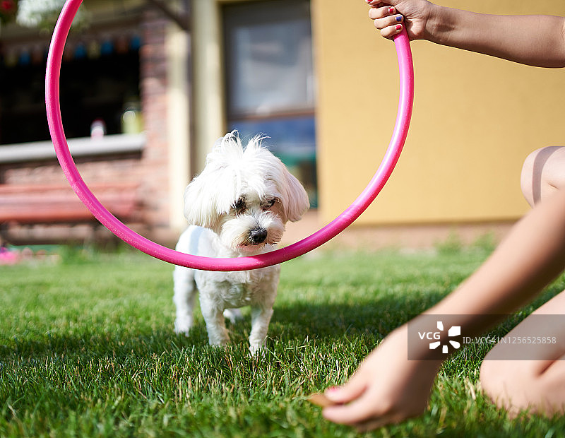因隔离危机，年轻的马耳他犬训练员在家中图片素材