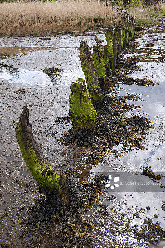 爱尔兰阿尔达拉海滩的树干图片素材