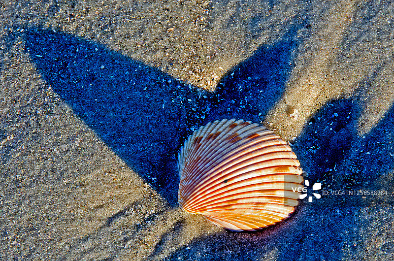 海滩上的黄色鸟蛤壳图片素材
