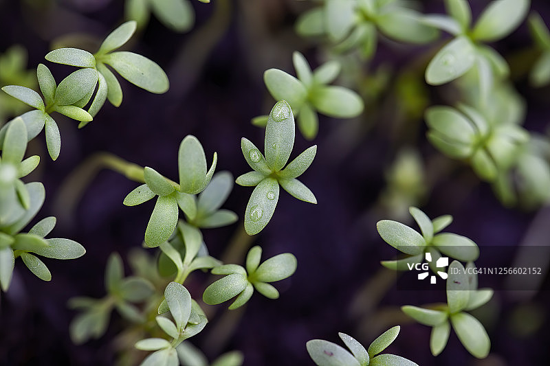 豆瓣菜图片素材