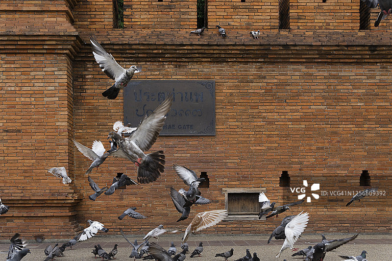 清迈塔佩门图片素材