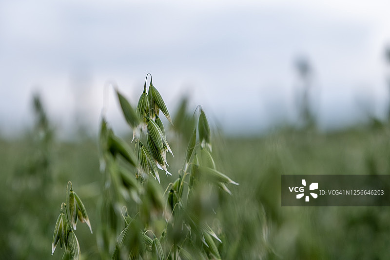 燕麦斧头，燕麦（Avena sativa），背景模糊图片素材
