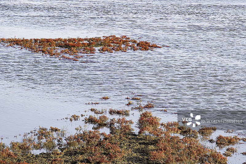 碱蓬和欧洲海蓬子的景观图片素材