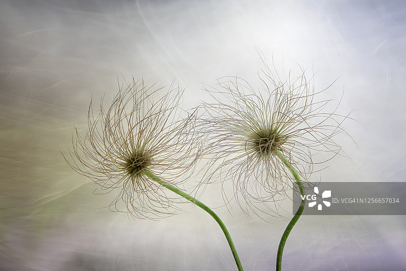 美术插画花卉图片素材