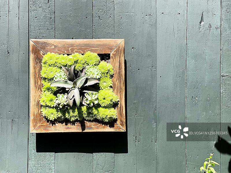 多肉植物户外垂直花园墙艺术图片素材