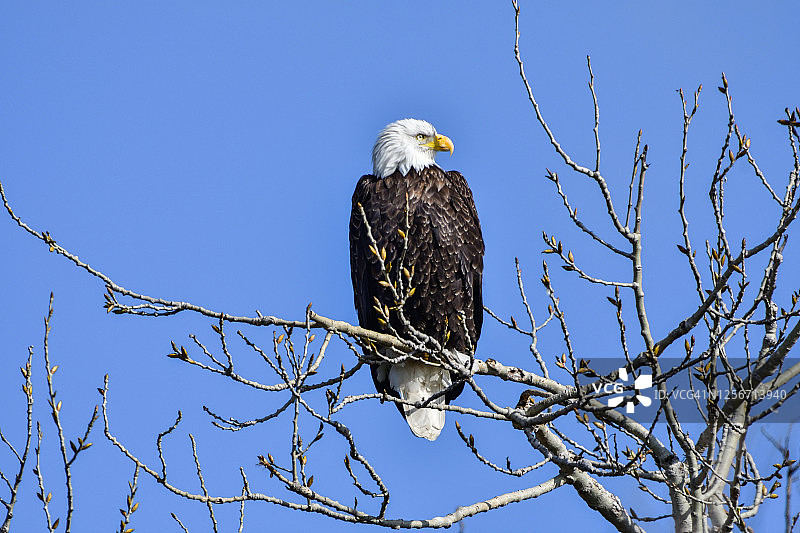 秃鹰在萨克拉门托国家野生动物保护区树枝上休息图片素材