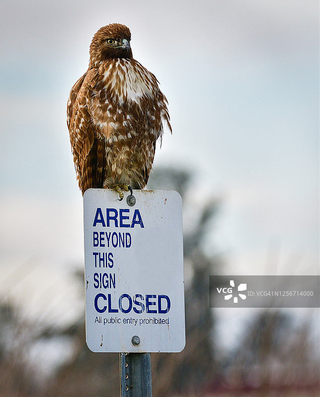 红尾鵟栖息在萨克拉门托国家野生动物保护区的封闭区域标志上图片素材