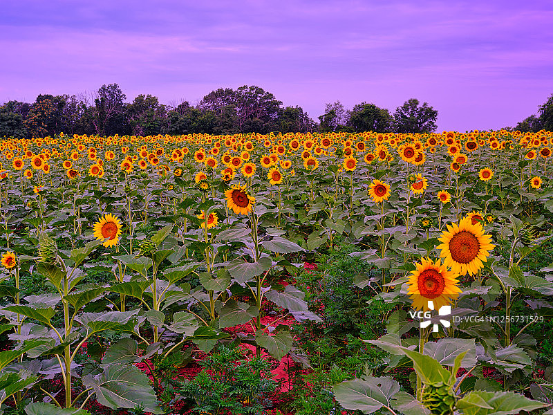 蓝色时刻的向日葵田野图片素材