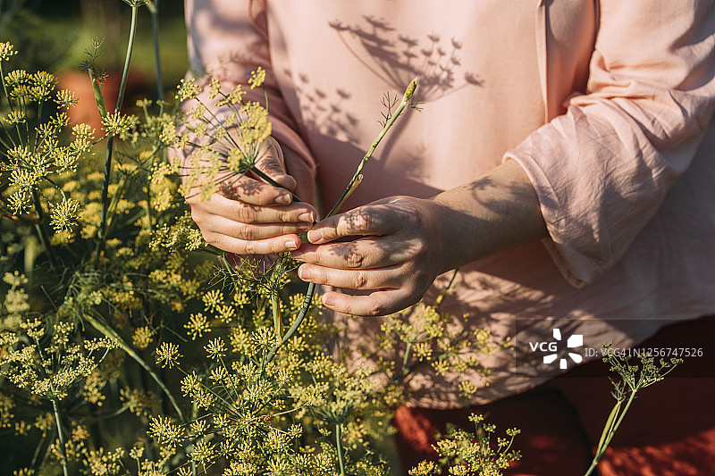 园艺爱好：匿名大码女性在后院收获莳萝图片素材