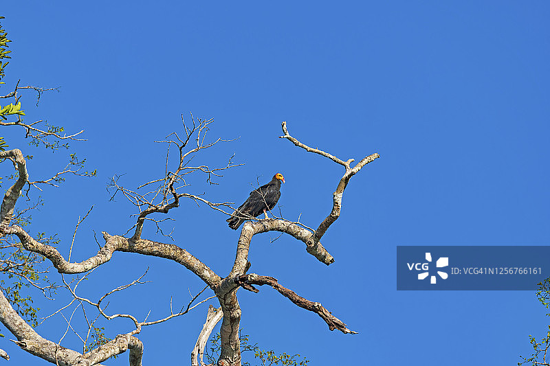 雨林树上的大黄头美洲鹫图片素材