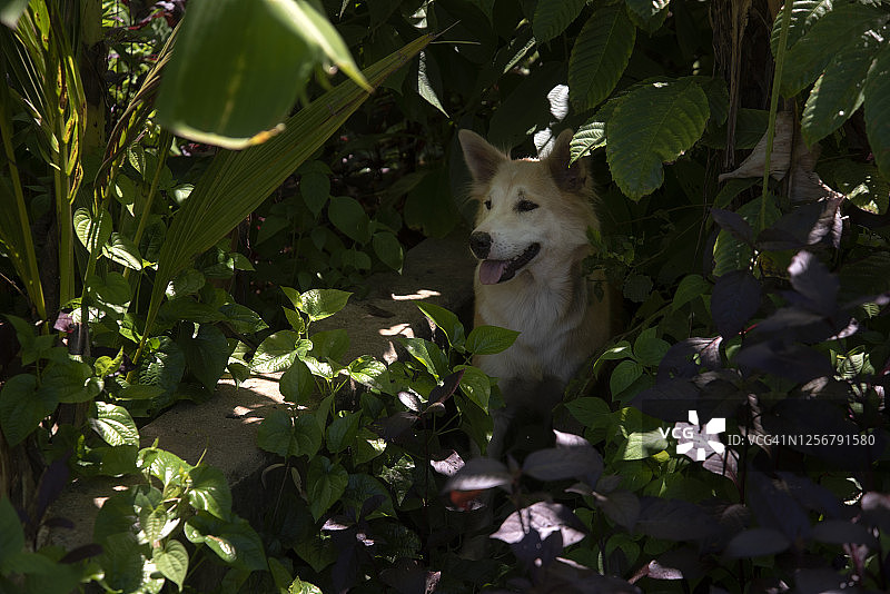 丛林犬图片素材