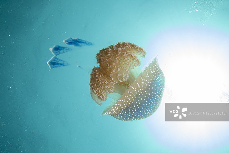 白色斑点水母图片素材