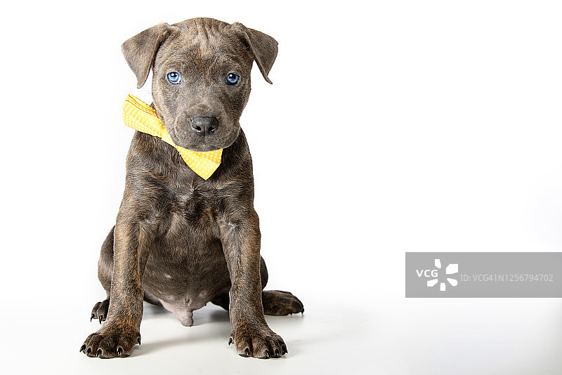斗牛犬幼犬图片素材