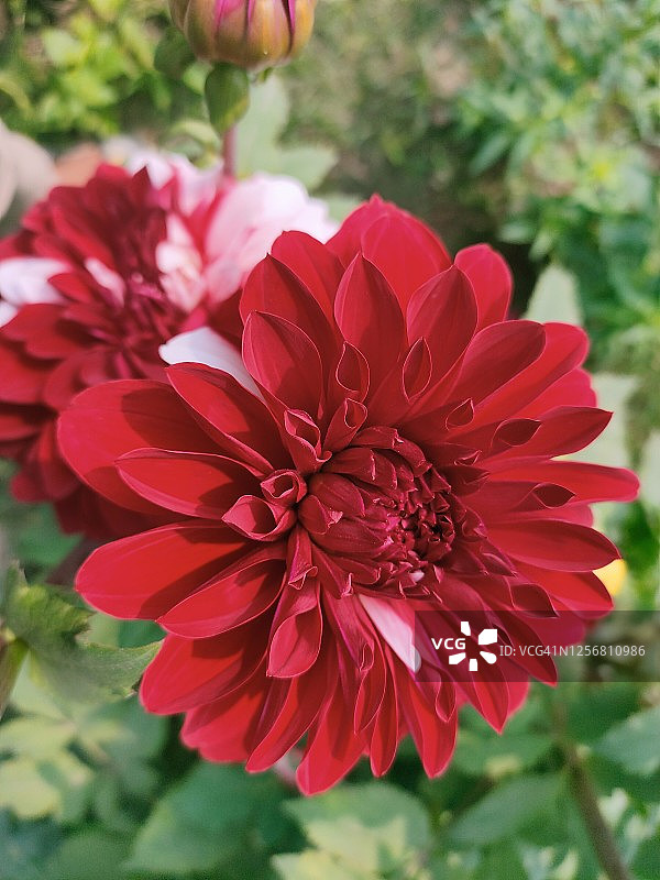 深红色大丽花图片素材