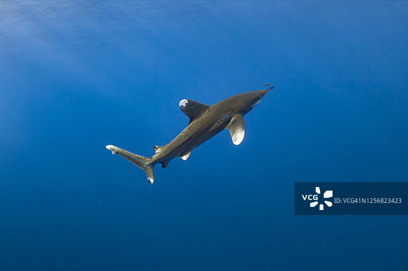 远洋白鳍鲨图片素材