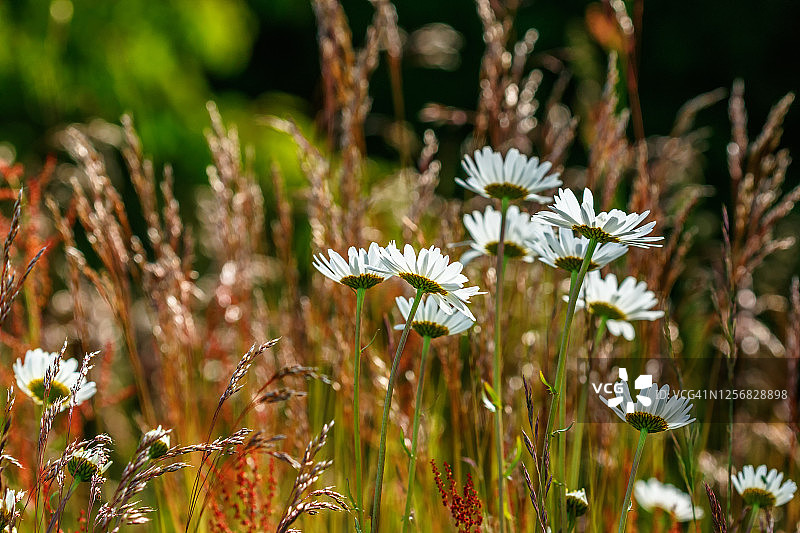夏季草甸上的牛眼雏菊花朵图片素材