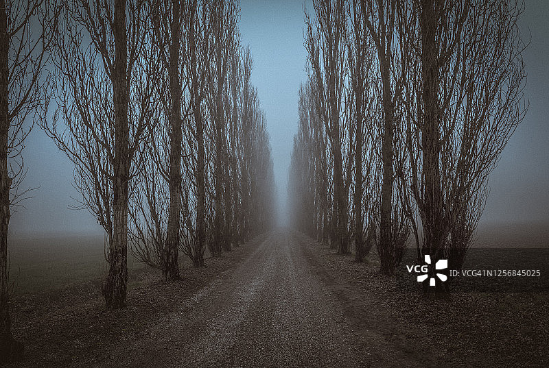 乡村道路寒冷冬日雾蒙蒙的早晨全景图片素材