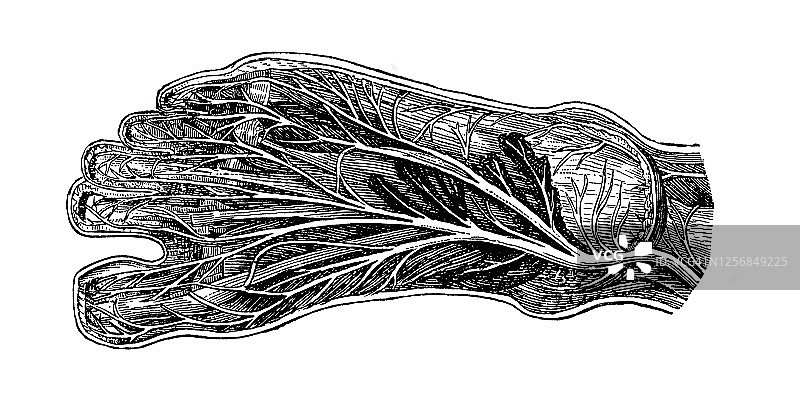 血液循环雕刻插图图片素材