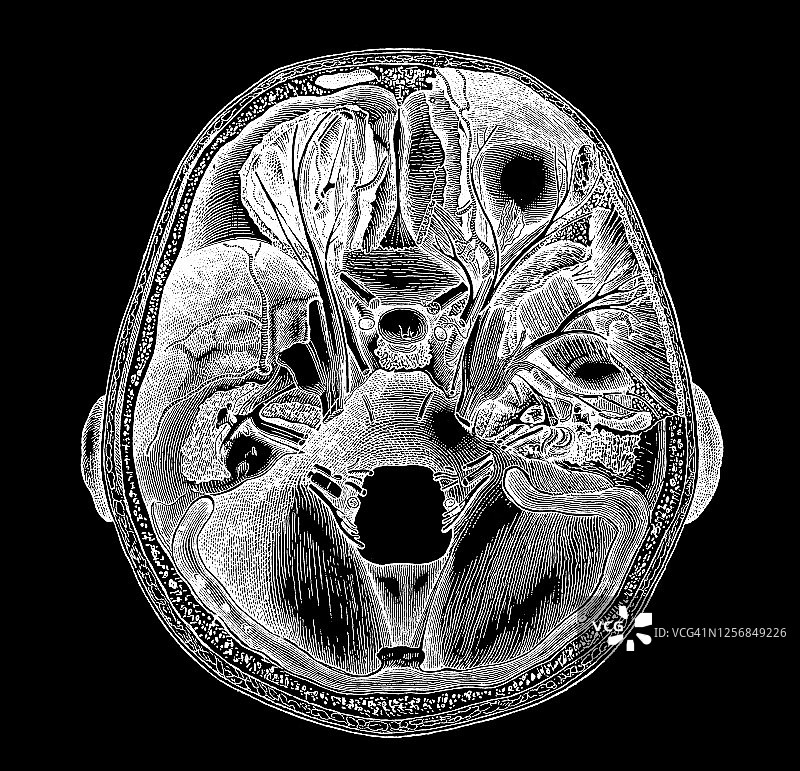 人脑古老雕刻插图图片素材