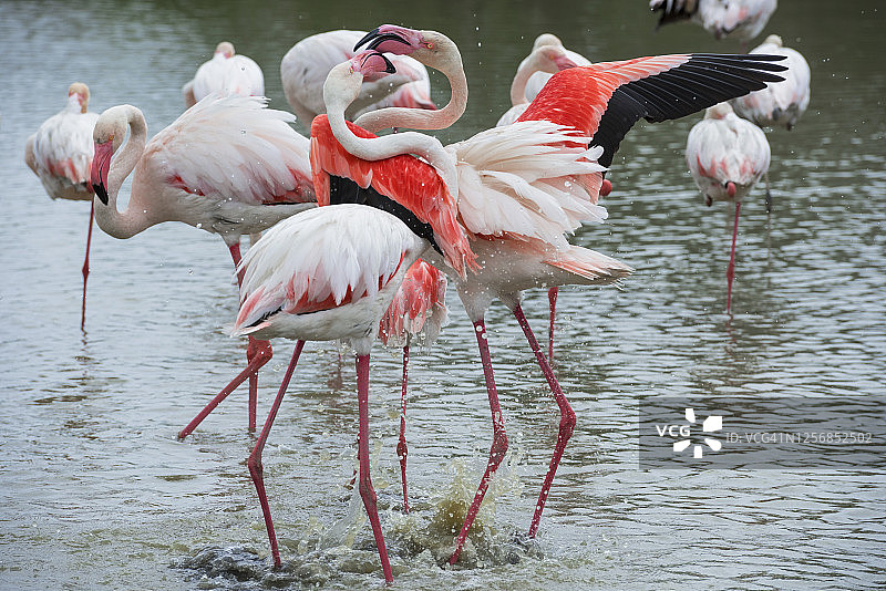 大红鹳争吵图片素材