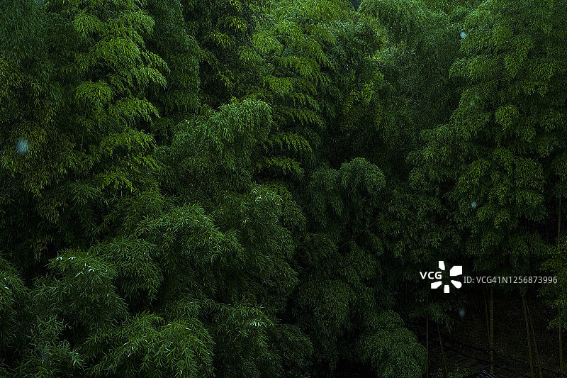 雨天竹林图片素材