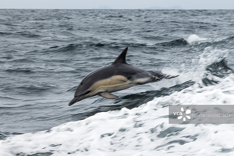 海豚跃出水面图片素材