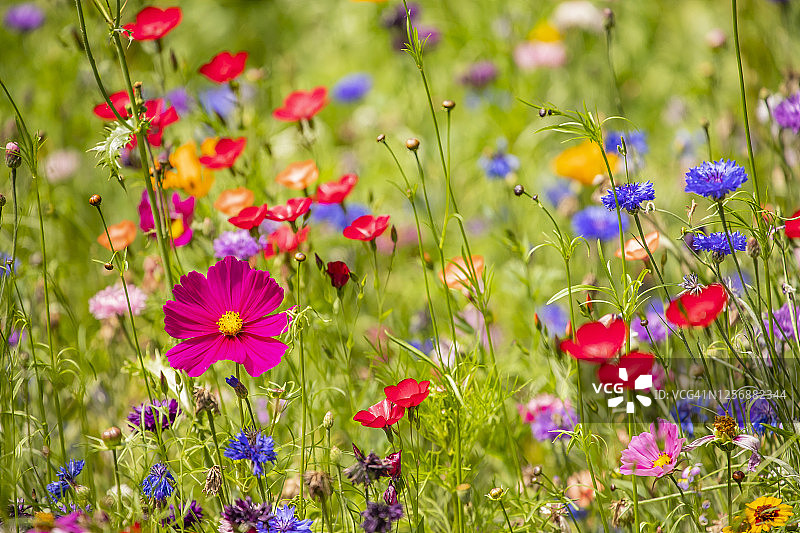 英国伦敦奇斯威克图片素材