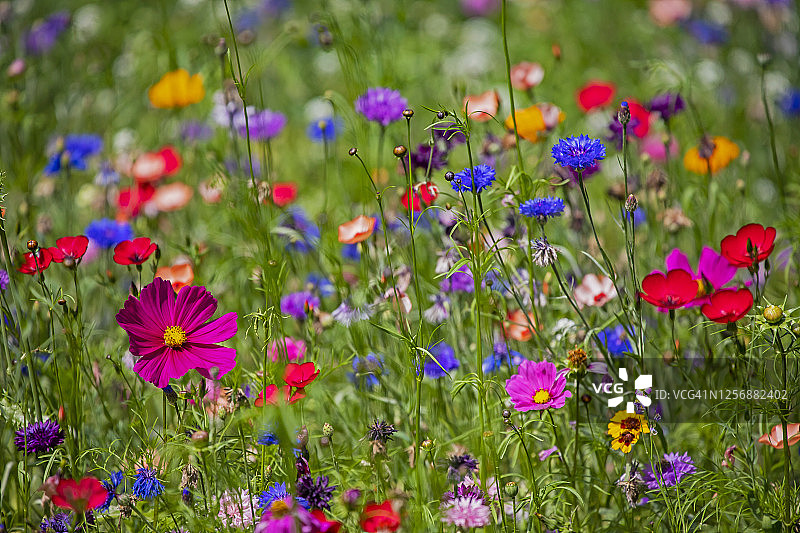 英国伦敦奇斯威克图片素材