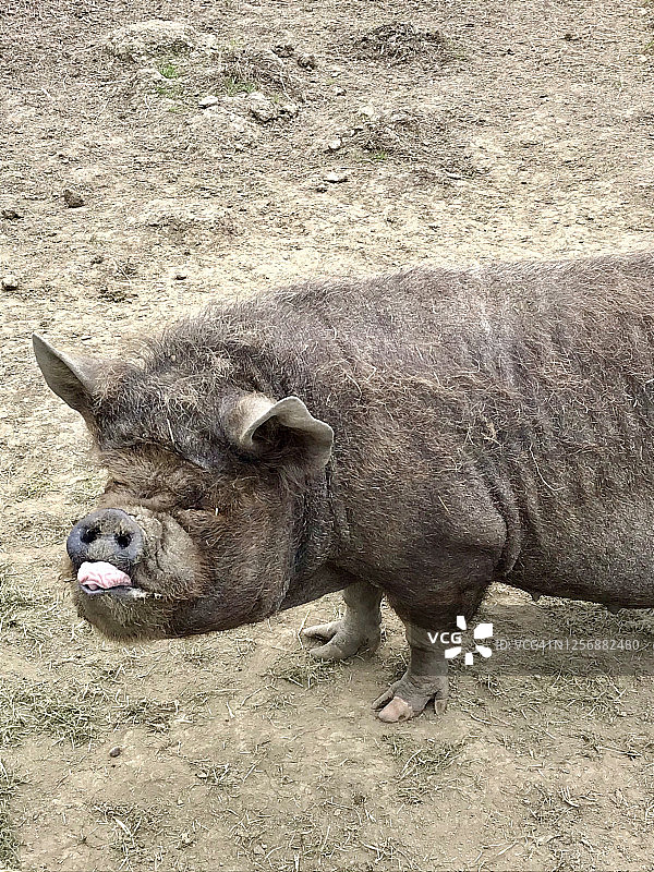 库尼库尼猪图片素材