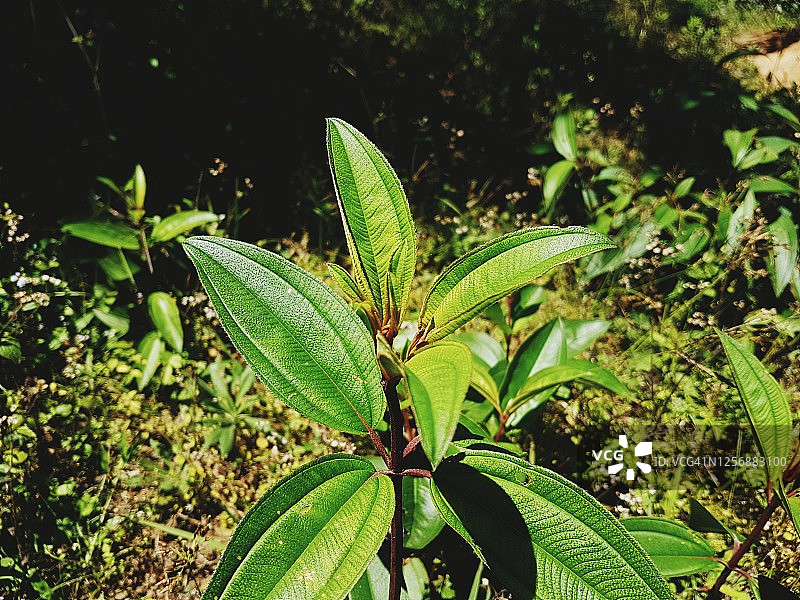 绿叶特写图片素材