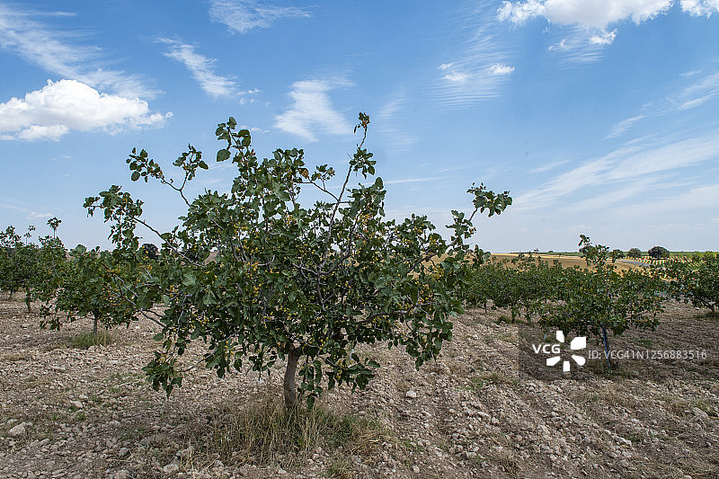 阿月浑子树图片素材