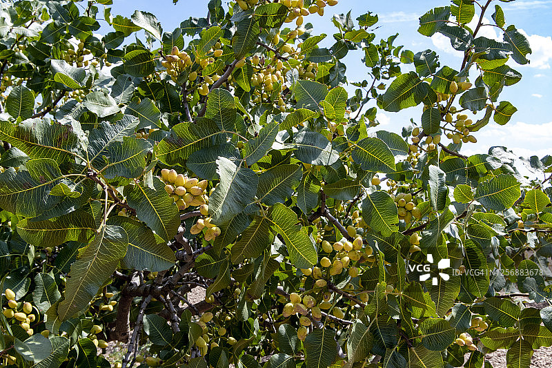 阿月浑子树图片素材