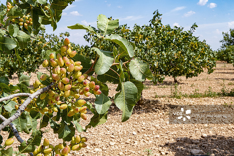 阿月浑子树图片素材