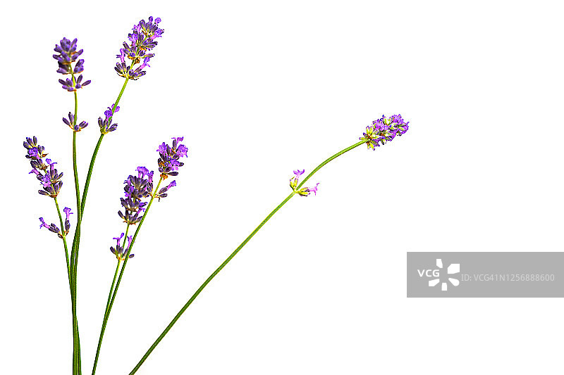 白色背景下的薰衣草花朵图片素材
