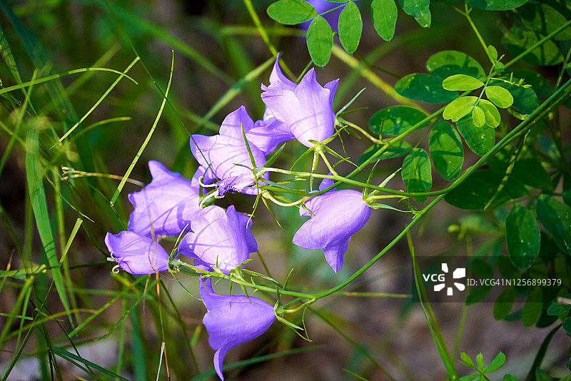 森林中的紫色龙胆花，神奇的精致春花图片素材