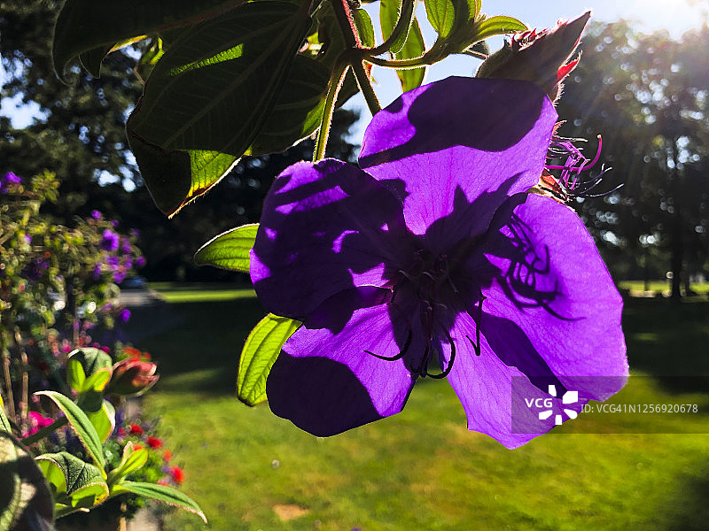 紫绒花特写图片素材