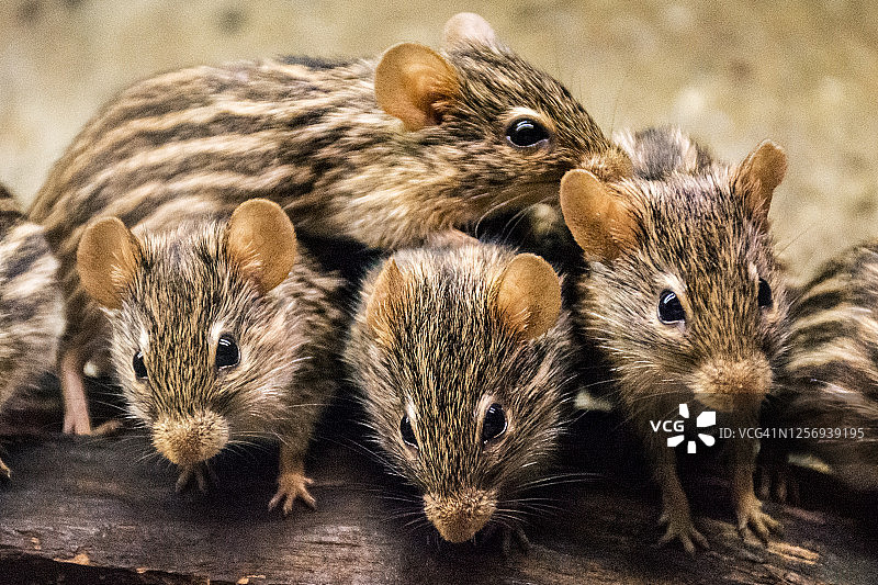 老鼠一家图片素材