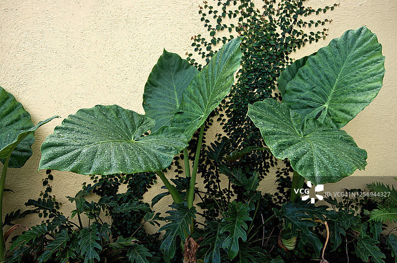 以蔓绿绒和攀缘榕为特色的奶油色灰泥墙热带花园图片素材