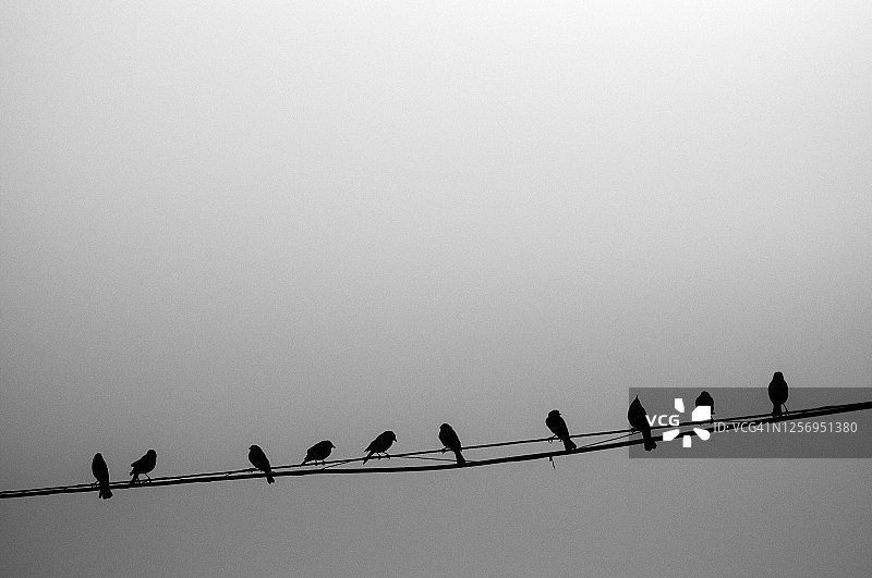 排列在电线上的鸟图片素材