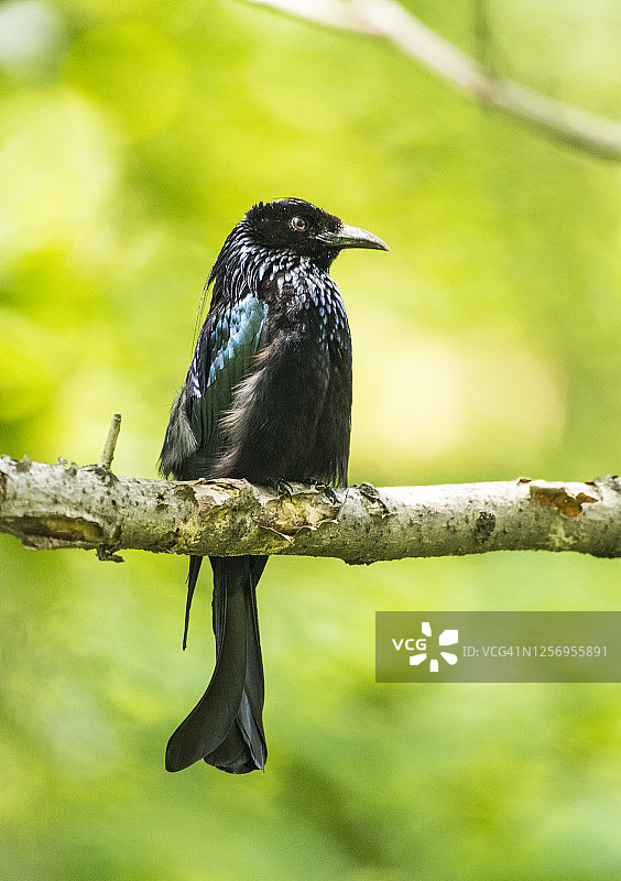 栖息在树枝上的亮片卷尾（Dicrurus hottentottus）图片素材