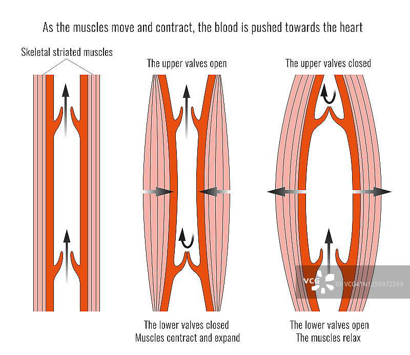 心脏瓣膜图片素材