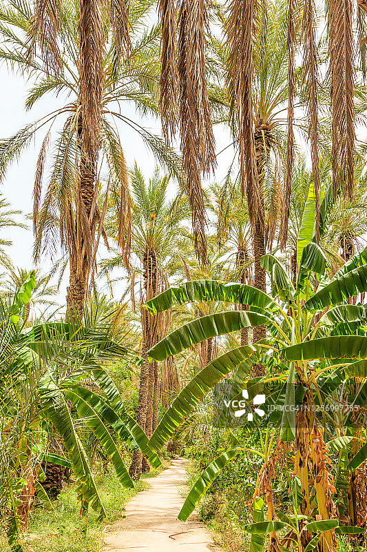 奈夫塔的棕榈绿洲图片素材