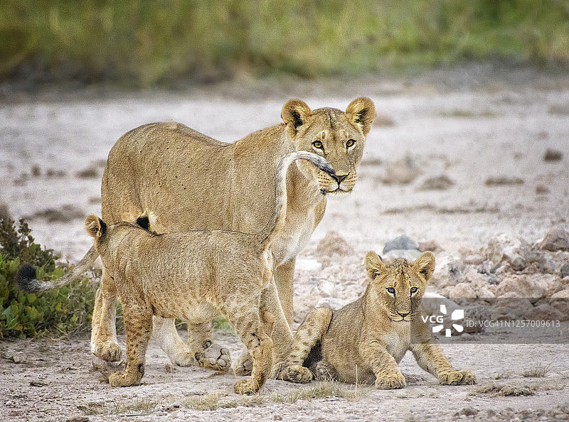 肯尼亚安博塞利的两只幼狮和母狮的可爱肖像图片素材