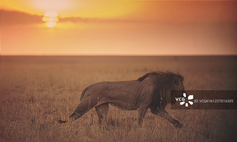肯尼亚马赛马拉的金色日出与狮子图片素材