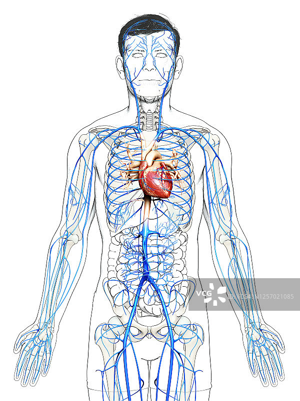 男性静脉解剖结构的3D医学精确渲染图图片素材