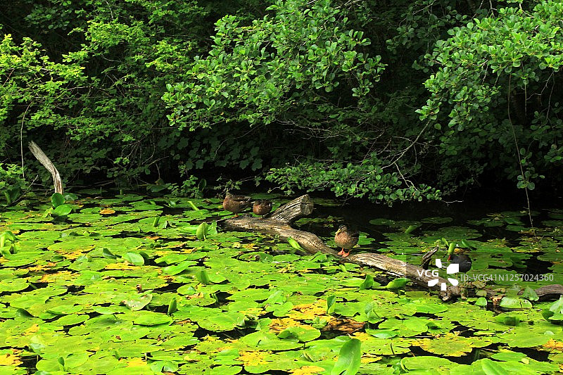 格拉摩根郡运河图片素材