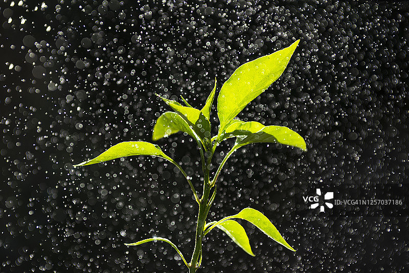 阳光下雨中的幼苗图片素材