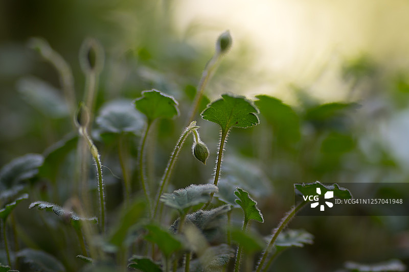 高山卷耳花蕾图片素材